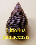 Echinolittorina jamaicensis, Adam 1850