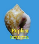 Euplica turturina, Lamarck 1822 