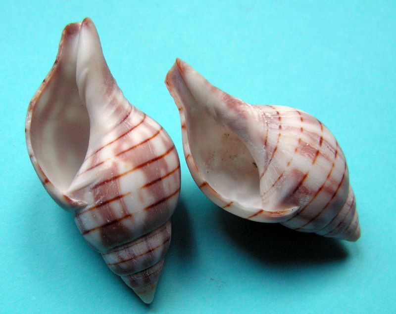 Cinctura hunteria - (Perry, 1811) Fashunt12