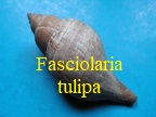 Fasciolaria tulipa, Linné 1758
