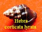 Hebra corticata lirata, Marrat 1874