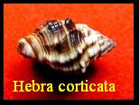 Hebra corticata, Adams 1852 