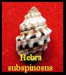 Hebra subspinosus, Lamarck 1822 