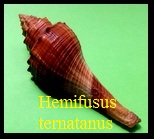 Hemifusus ternatanus, Gmelin 1791