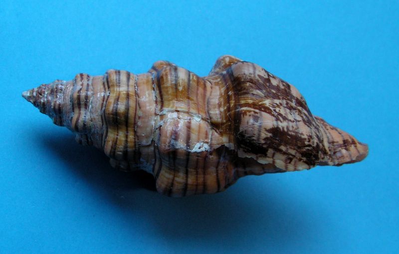 Latirus gibbulus - (Gmelin, 1791) Latigibb10