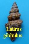 Latirus gibbulus, Gmelin 1791