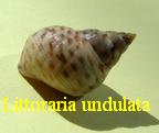 Littoraria undulata, Gray 1839