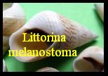 Littorina melanostoma