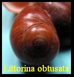 Littorina obtusata