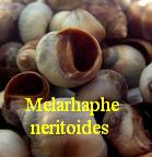 Melarhaphe neritoides, Linné 1758