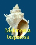 Melongena bispinosa, R. A. Philippi 1844