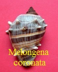 Melongena corona, Gmelin 1791