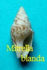 Mitrella blanda, Sowerby II 1844