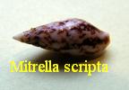 Mitrella scripta , Linné 1758