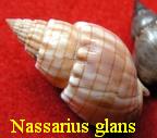 Nassarius (Alectrion) glans, Linne 1758