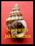 Nassarius (Niotha) jacksonianus, Quoy & Gaimard 1833
