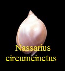 Nassarius (Plicarcularia) circumcinctus, A. Adams 1852