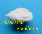 Nassarius (Plicarcularia) graniferus, Kiener 1834
