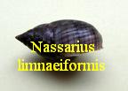 Nassarius (Telasco) limnaeiformis, Dunker 1847