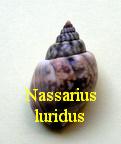 Nassarius (Telasco) luridus, Gould 1850