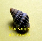 Nassarius albescens, Dunker 1846