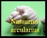 Nassarius arcularius