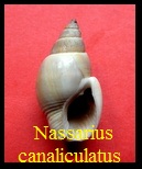 Nassarius canaliculatus, Lamarck 1822