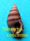 Nassarius smithii concinnus, Powys 1835