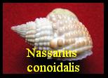 Nassarius conoidalis, Deshaye in Belanger 1832 