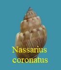 Nassarius coronatus, Bruguiere 1789