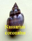 Nassarius coronatus, Hwass in Bruguière 1789