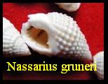 Nassarius (Niotha) gruneri, Dunker 1846 