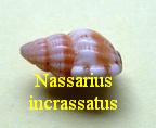 Nassarius incrassatus, Ström 1768