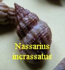 Nassarius incrassatus, Ström 1768 