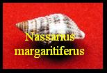 Nassarius margaritiferus, Dunker 1847 
