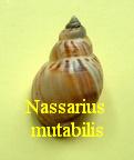 Nassarius mutabilis, Linné 1758
