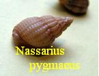 Nassarius pygmaeus, Lamarck 1822