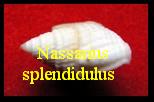 Nassarius splendidulus,  Dunker 1846