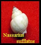 Nassarius sufflatus, Gould 1860 
