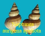 Neptunea cf aurigena apeliota, Fraussen & Terryn 2007