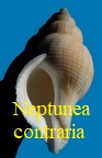 Neptunea contraria, Linné 1758