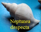 Neptunea despecta, Linne 1758