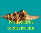 Nodolatirus recurvirostra, Schubert & Wagner 1829