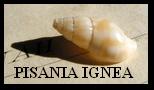 PISANIA IGNEA