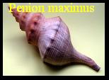 Penion maximus, Tryon, 1881 