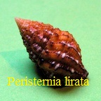 Peristernia lirata, Pease 1868