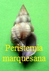 Peristernia marquesana, A. Adams 1855