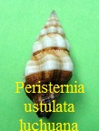 Peristernia ustulata luchuana, Pilsbry 1901