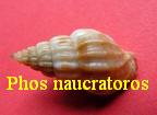 Phos naucratoros, Watson 1882