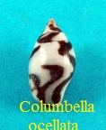 Pictocolumbella ocellata, Link 1807